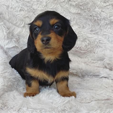 dachshund puppies chicago il|dachshund breeders in illinois.